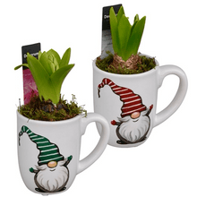 Load image into Gallery viewer, Potted Gnome Mug Hyacinths planters - Strelitzia's Florist & Irish Craft Shop