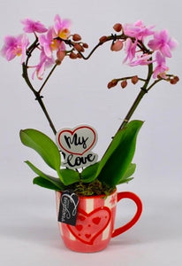 Love Heart Orchid - (14w x 40h) - Strelitzia's Floristry & Irish Craft Shop