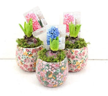 Load image into Gallery viewer, Hyacinth -  bulbs in quirky printed pot - Single - Strelitzia's Floristry & Irish Craft Shop