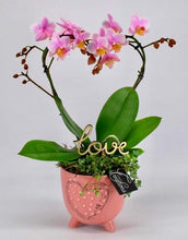 Load image into Gallery viewer, Love Heart Orchid - (14w x 40h) - Strelitzia's Floristry & Irish Craft Shop