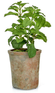 Herbs Potted [Sage, Mint & Basil] - Strelitzia's Floristry & Irish Craft Shop