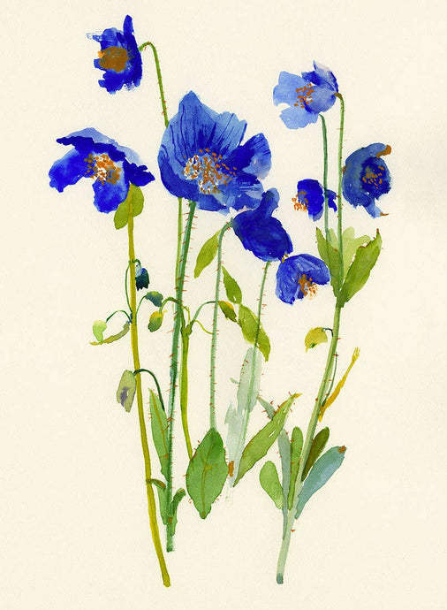 Ping He Art - Blue Poppy - Folded Greeting Card - Strelitzia's Florist & Irish Craft Shop
