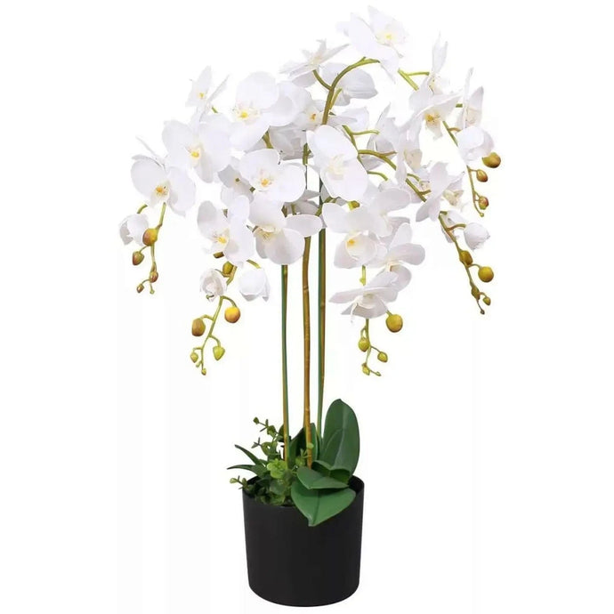 WHITE POTTED PHALAENOPSIS ORCHID H90cm - Strelitzia's Florist & Irish Craft Shop