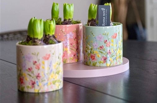 Potted Hyacinths planters