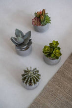 Load image into Gallery viewer, Pottery Pots - Mixplants in cement pot S -  Mixe - H18cm - Strelitzia's Florist &amp; Irish Craft Shop
