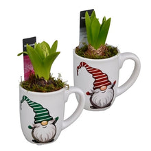 Load image into Gallery viewer, Potted Gnome Mug Hyacinths planters