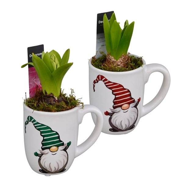 Potted Gnome Mug Hyacinths planters