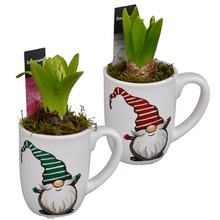 Load image into Gallery viewer, Potted Gnome Mug Hyacinths planters