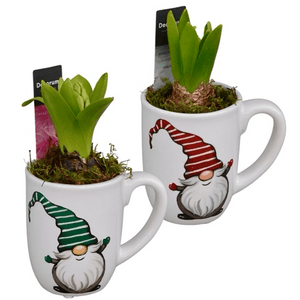 Potted Gnome Mug Hyacinths planters