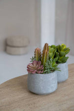 Load image into Gallery viewer, Pottery Pots - Mixplants in cement pot S -  Mixe - H18cm - Strelitzia's Florist &amp; Irish Craft Shop