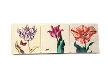 Load image into Gallery viewer, Coasters, Set of 6 coasters,Tulips, Ksenia - Strelitzia&#39;s Florist &amp; Irish Craft Shop