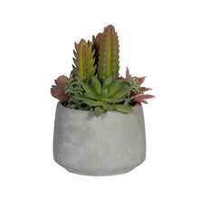 Load image into Gallery viewer, Pottery Pots - Mixplants in cement pot S -  Mixe - H18cm - Strelitzia's Florist &amp; Irish Craft Shop