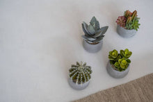 Load image into Gallery viewer, Pottery Pots - Mixplants in cement pot S -  Mixe - H18cm - Strelitzia's Florist &amp; Irish Craft Shop