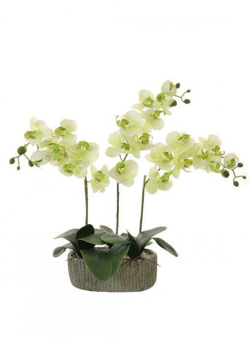 Potted triple Moth Orchid Arrangements - Strelitzia's Floristry & Irish Craft Shop