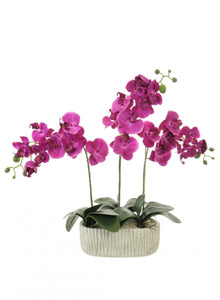 Potted triple Moth Orchid Arrangements - Strelitzia's Floristry & Irish Craft Shop