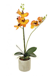 Two Stem Phalaenopsis Orchid Arrangements - Strelitzia's Floristry & Irish Craft Shop