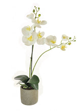 Load image into Gallery viewer, Two Stem Phalaenopsis Orchid Arrangements - Strelitzia&#39;s Floristry &amp; Irish Craft Shop