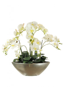 Extra Large Phalaenopsis Orchid Arrangements - Strelitzia's Floristry & Irish Craft Shop