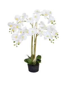 WHITE POTTED PHALAENOPSIS ORCHID H90cm - Strelitzia's Flower & Irish Craft Shop
