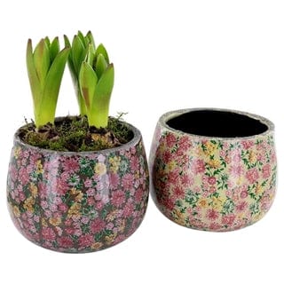 Copy of Hyacinth - a trio of bulbs in quirky printed pot - Various Colours - Strelitzia's Flower & Irish Craft Shop
