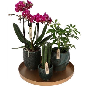Orchid planted Gift set - Strelitzia's Floristry & Irish Craft Shop