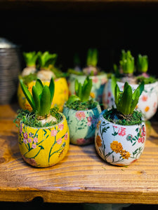 Hyacinth - a single bulb in quirky printed pot - Yellow - Strelitzia's Floristry & Irish Craft Shop