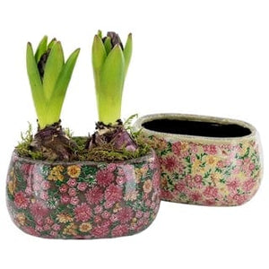 Hyacinth - Double bulb in quirky pot - Strelitzia's Flower & Irish Craft Shop