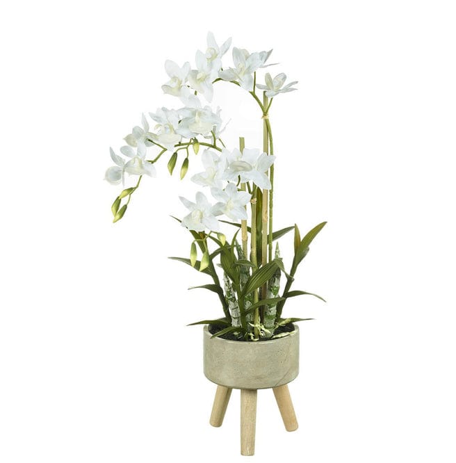 3 LEGGED PLANTER WITH CYCNOCHES ORCHID [750mm H] - Strelitzia's Floristry & Irish Craft Shop