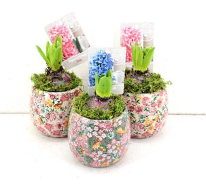 Hyacinth -  bulbs in quirky printed pot - Single - Strelitzia's Floristry & Irish Craft Shop