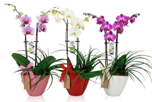 Orchid Romance - (13w x 45h) - Strelitzia's Floristry & Irish Craft Shop