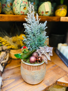 Rustic Fresh Miniature Christmas Tree Plant In Clay Pot - Strelitzia's Floristry & Irish Craft Shop
