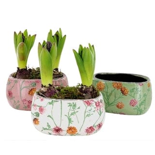 Hyacinth - Double bulb in quirky pot - Strelitzia's Flower & Irish Craft Shop