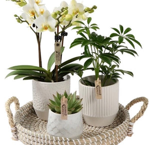Orchid planted Gift set - Strelitzia's Floristry & Irish Craft Shop