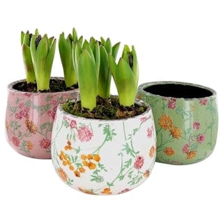 Hyacinth - a trio of bulbs in quirky printed pot - Various Colours - Strelitzia's Flower & Irish Craft Shop