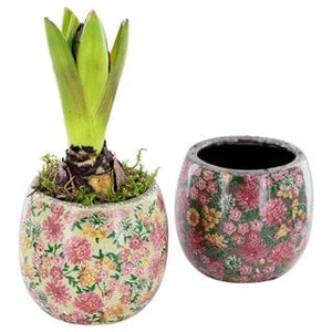 Hyacinth -  bulbs in quirky printed pot - Single - Strelitzia's Flower & Irish Craft Shop
