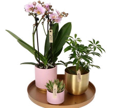 Load image into Gallery viewer, Orchid planted Gift set - Strelitzia&#39;s Floristry &amp; Irish Craft Shop