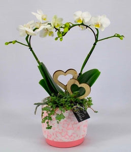 Love Heart Orchid - (14w x 40h) - Strelitzia's Floristry & Irish Craft Shop