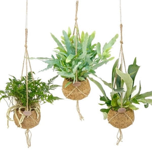 Hanging Plants - Strelitzia's Floristry & Irish Craft Shop