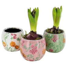 Load image into Gallery viewer, Hyacinth - a single bulb in quirky printed pot - Yellow - Strelitzia&#39;s Flower &amp; Irish Craft Shop