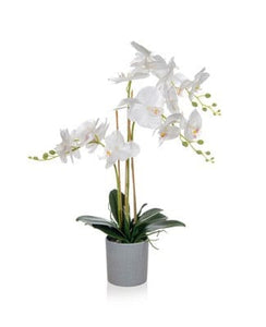 WHITE POTTED PHALAENOPSIS ORCHID H70cm - Strelitzia's Flower & Irish Craft Shop