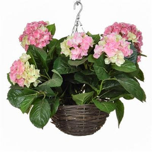 Hydrangea Hanging Baskets 30cm - Strelitzia's Floristry & Irish Craft Shop