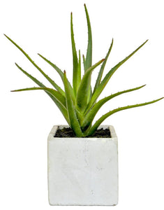 Aloe In Cement Planter - Strelitzia's Floristry & Irish Craft Shop