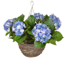 Load image into Gallery viewer, Hydrangea Hanging Baskets 30cm - Strelitzia&#39;s Floristry &amp; Irish Craft Shop