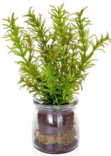 Load image into Gallery viewer, Herbs in Glass Jar [Rosemary, Mint &amp; Basil] - Strelitzia&#39;s Floristry &amp; Irish Craft Shop