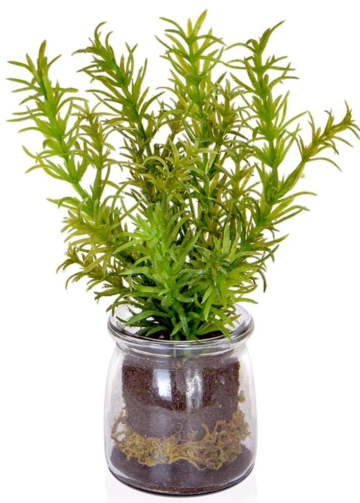 Herbs in Glass Jar [Rosemary, Mint & Basil] - Strelitzia's Floristry & Irish Craft Shop