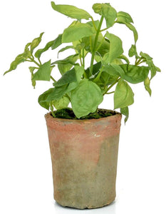 Herbs Potted [Sage, Mint & Basil] - Strelitzia's Floristry & Irish Craft Shop