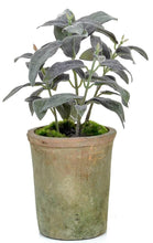 Load image into Gallery viewer, Herbs Potted [Sage, Mint &amp; Basil] - Strelitzia&#39;s Floristry &amp; Irish Craft Shop